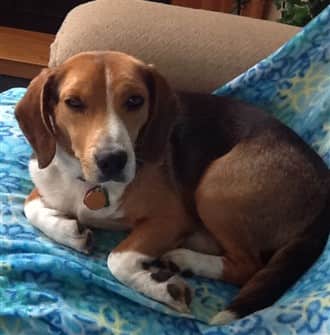 male-beagle-on-chair